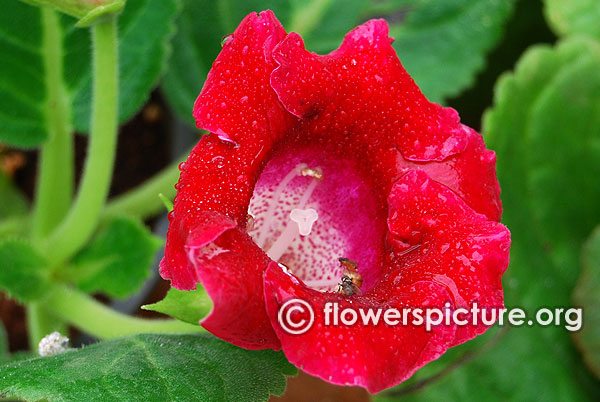 Gloxinia flower