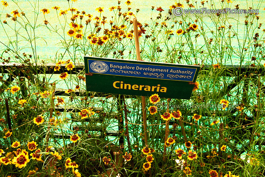 Cineraria Flower 1st Prize