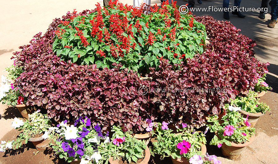 Lalbagh Flowers Bangalore