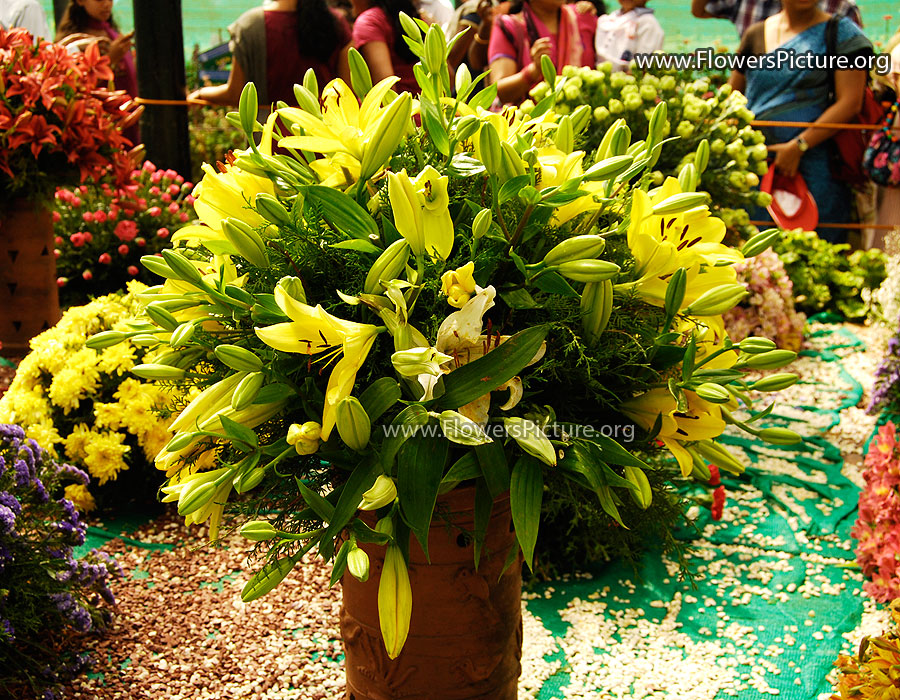Yellow Hippeastrum Bouquet