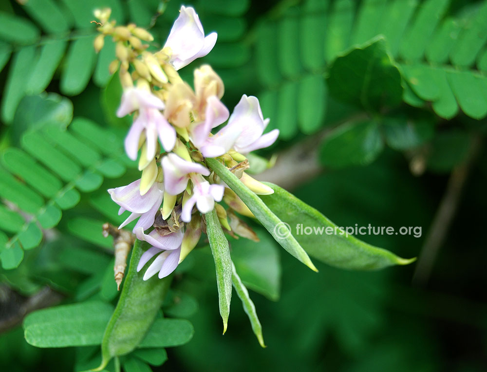Abrus precatorius immature seeds