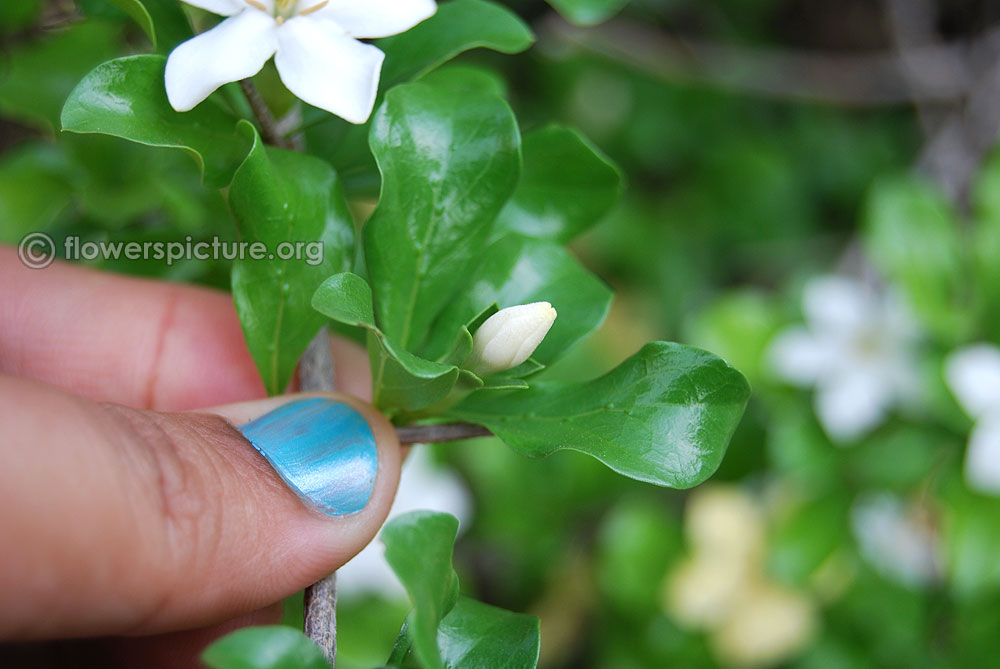 Catunaregam spinosa flower buds