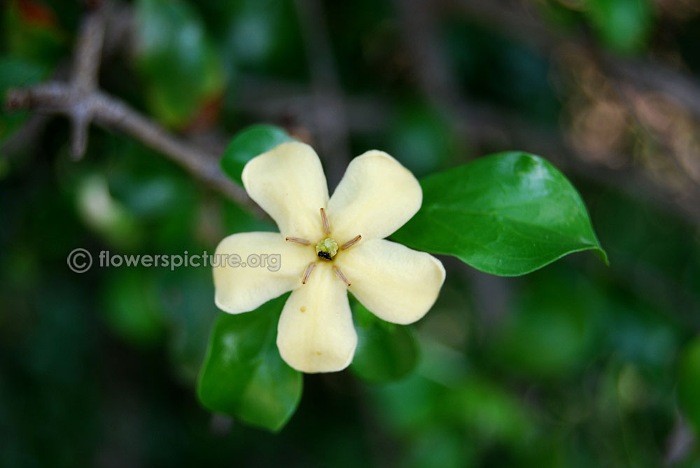 Catunaregam spinosa flowers