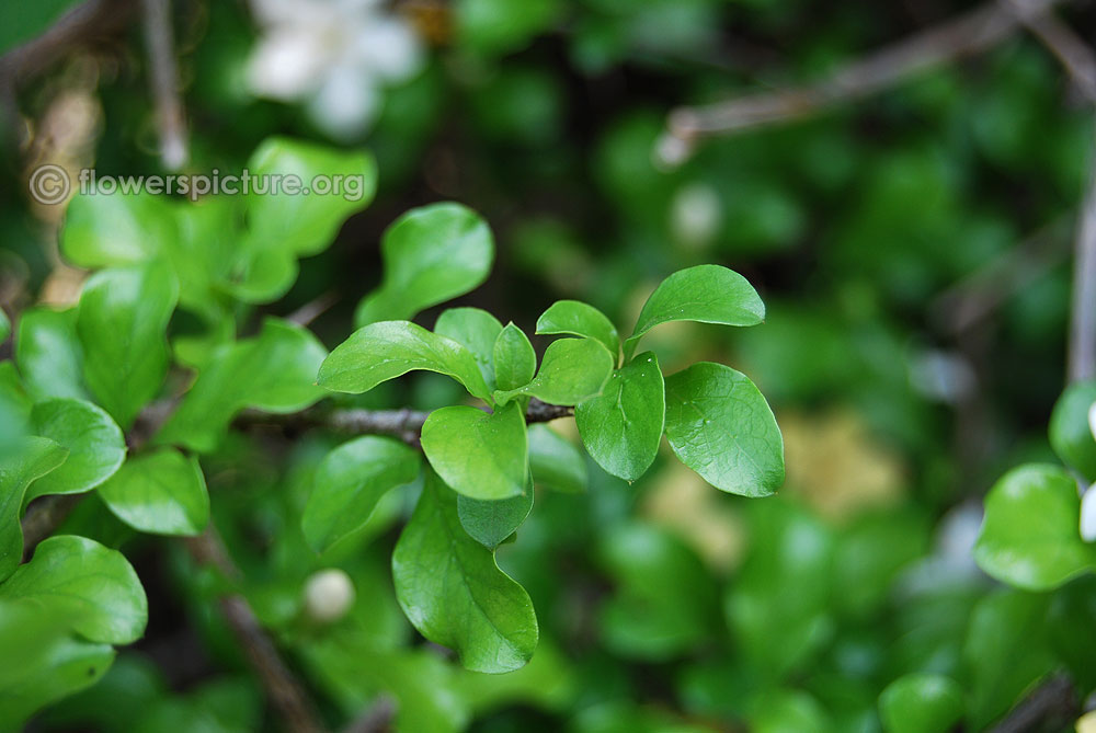 Catunaregam spinosa foliage