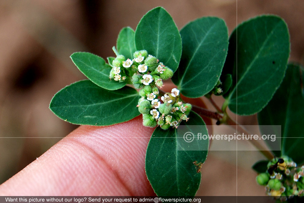 Chamaesyce hypericifolia