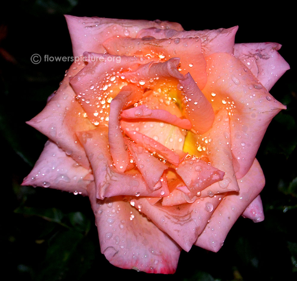 Christopher Columbus Rose
