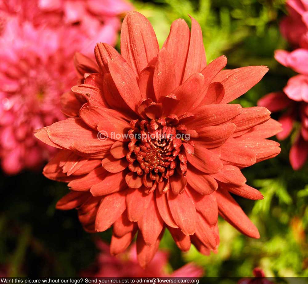 Chrysanthemum
