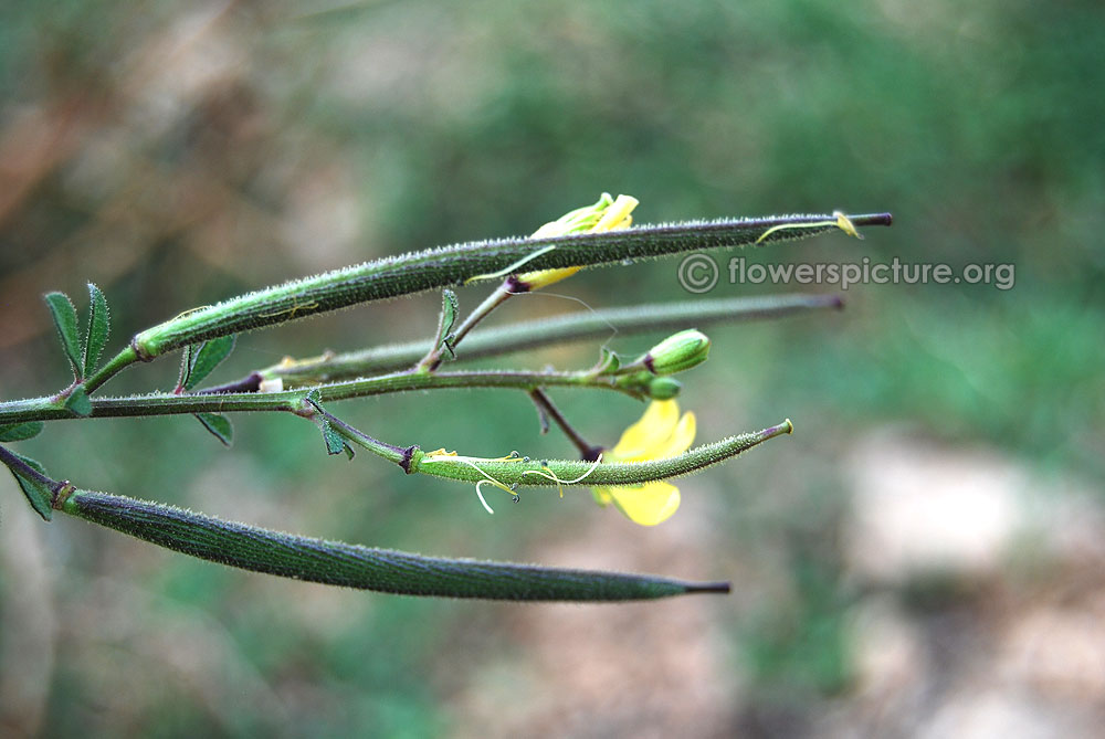 Cleome viscosa fruits[Immature, young]