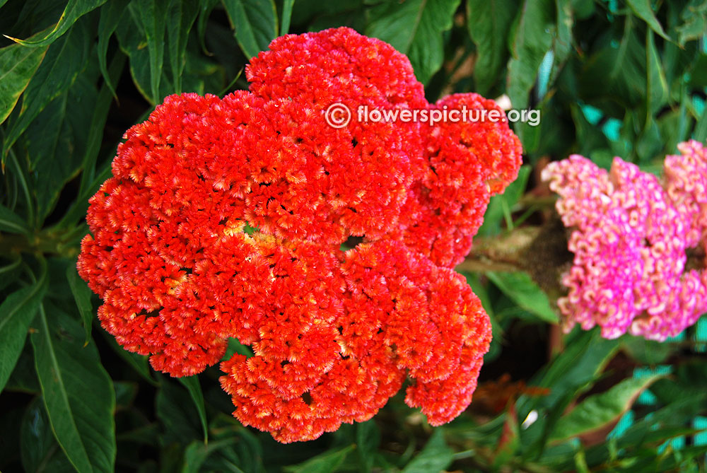 Cockscomb Orange Beige