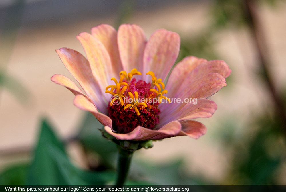 Coral zinnia