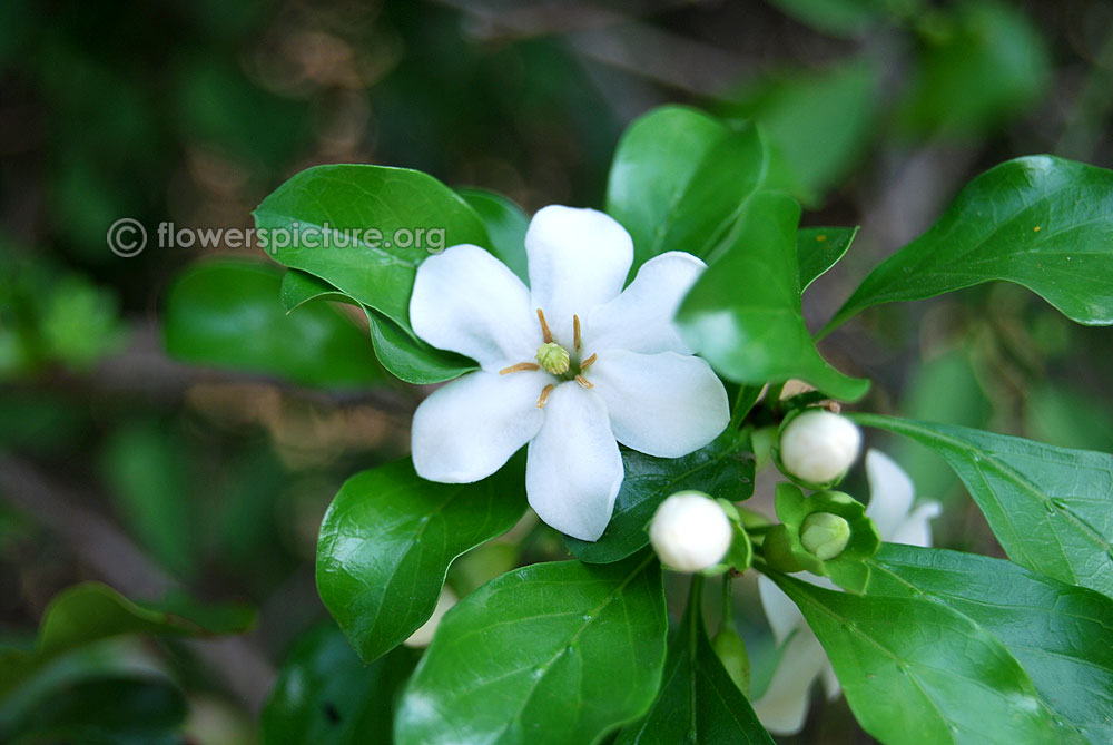 Flowers and buds of catunaregam spinosa