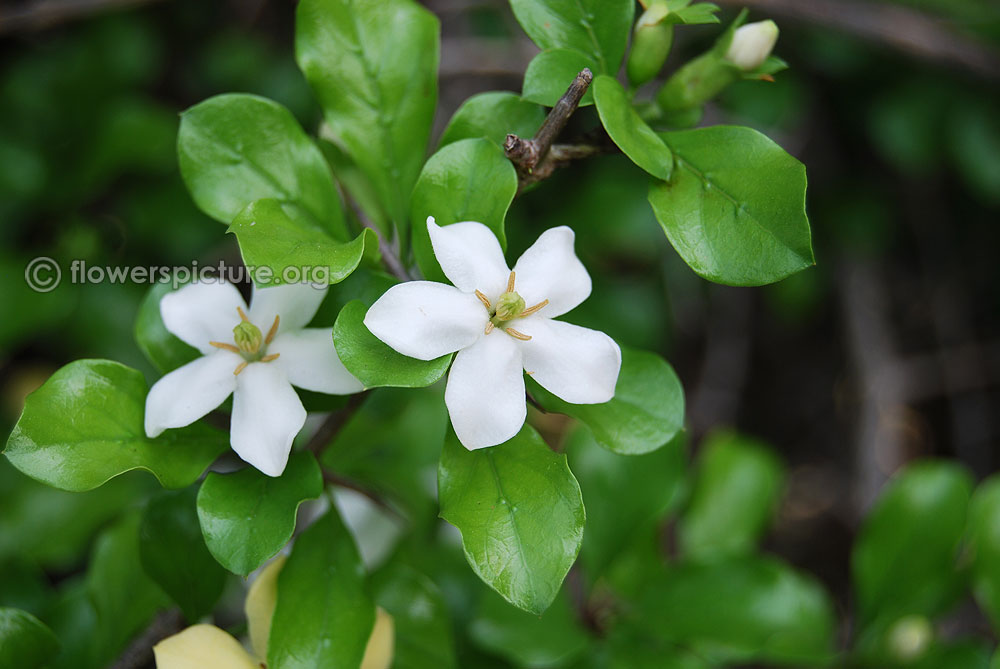 Mountain pomegranate