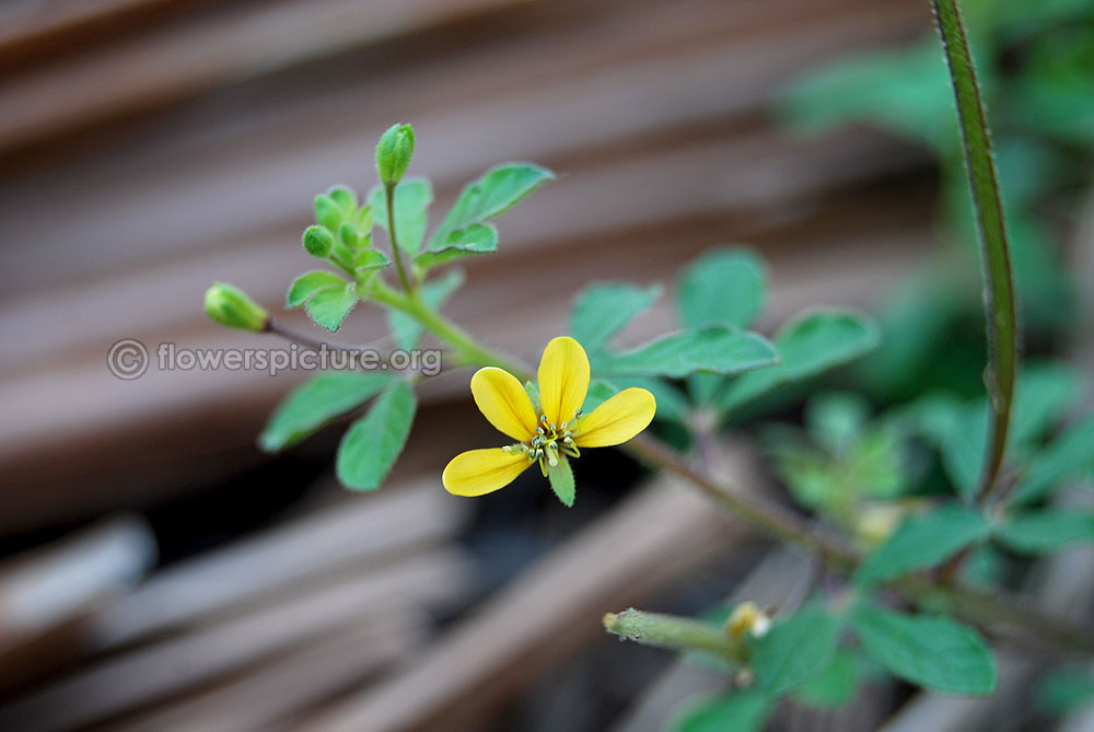 Yellow spider flower