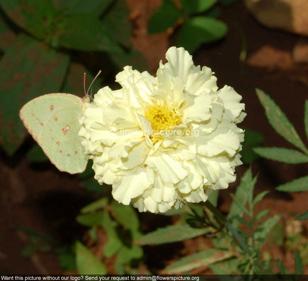 French Marigold White