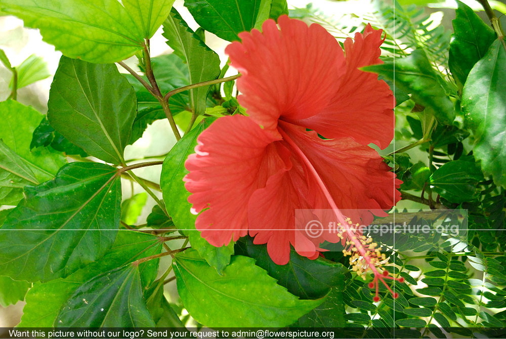 Hibiscus