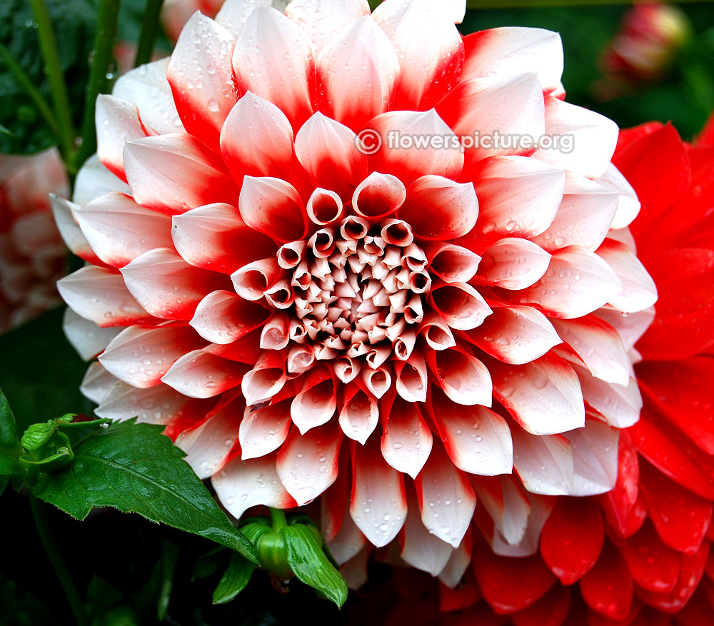 Hilltop stella dahlia