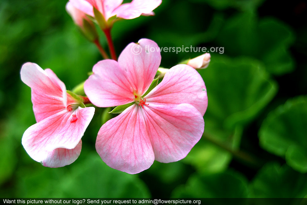 Horseshoe geranium