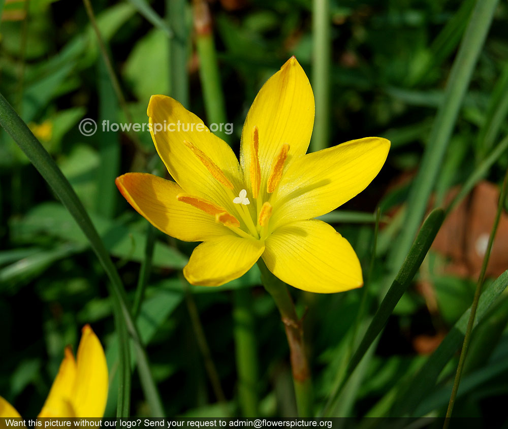 Hypoxis aurea