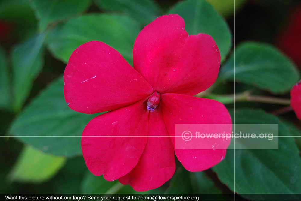 Impatiens Walleriana Pink