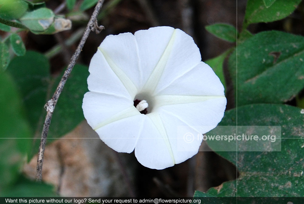 Ipomoea obscura