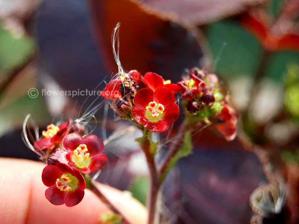 Jatropha gossypiifolia