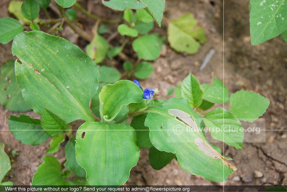 Lindernia Parviflora