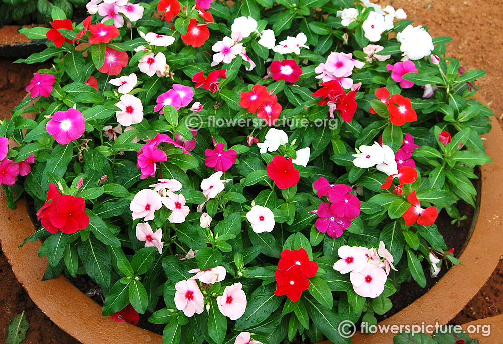 Madagascar Periwinkle