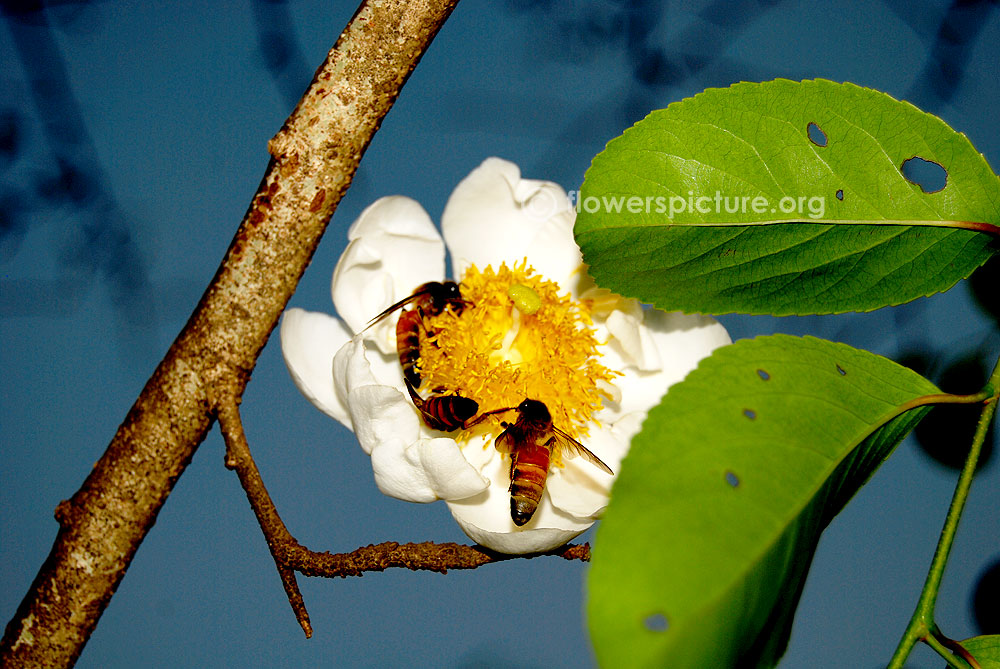 Fried egg flower with bees, bark, leaves