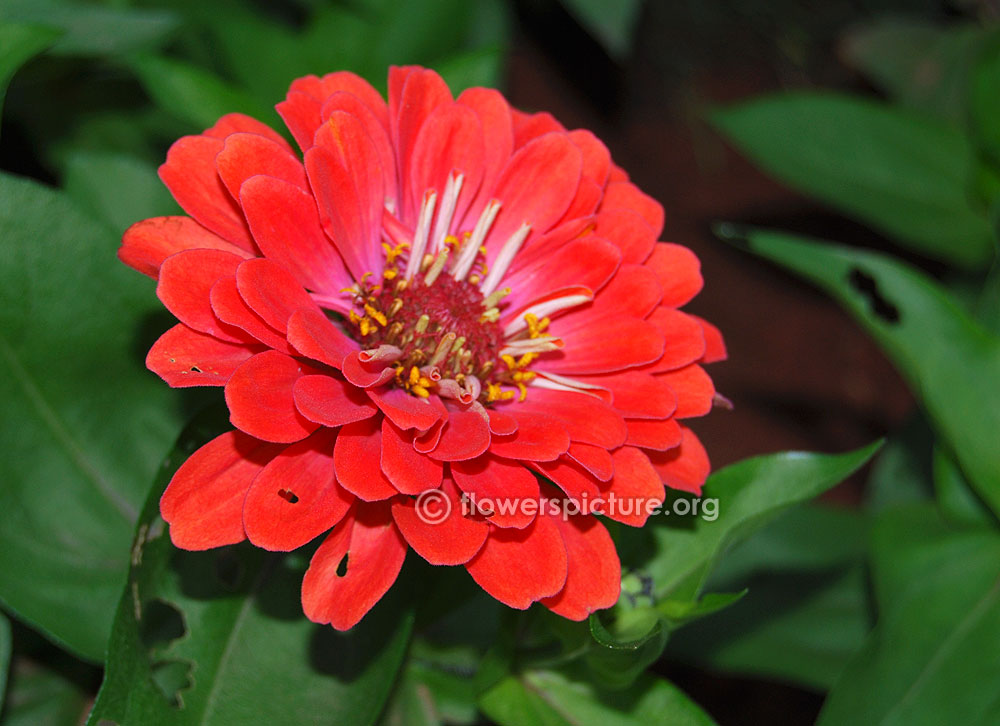 Orange zinnia