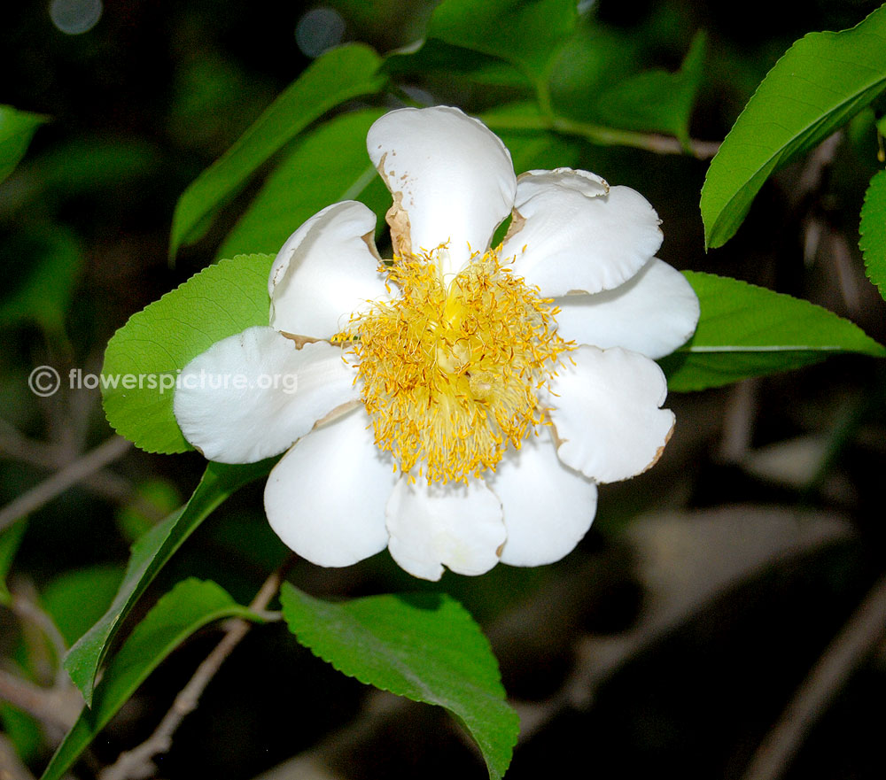Snuff box tree flower