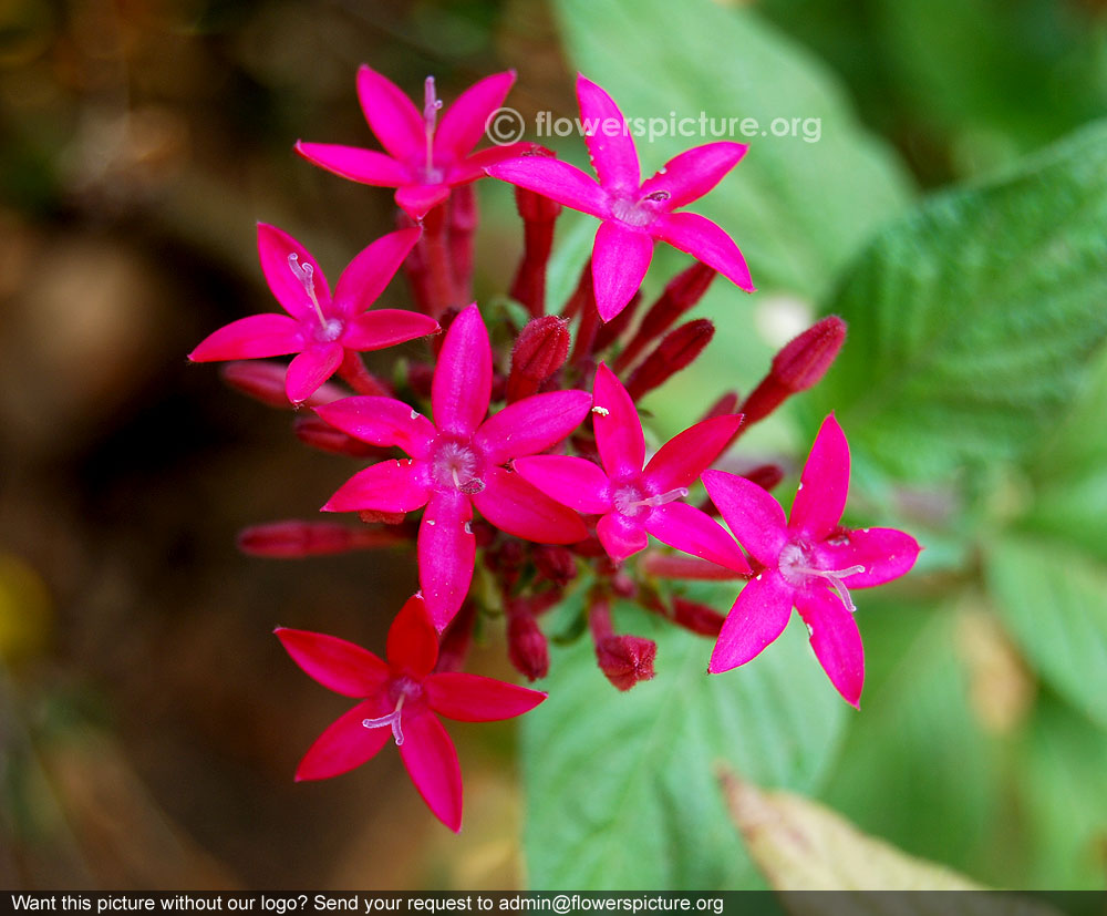 Pentas