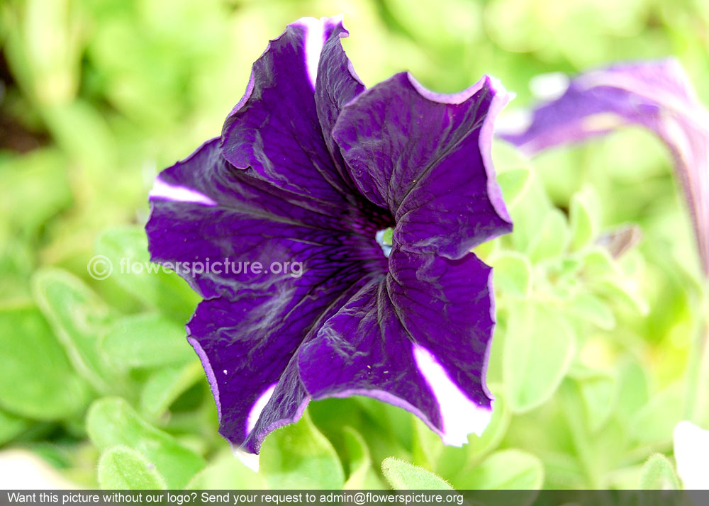 Petunia violacea