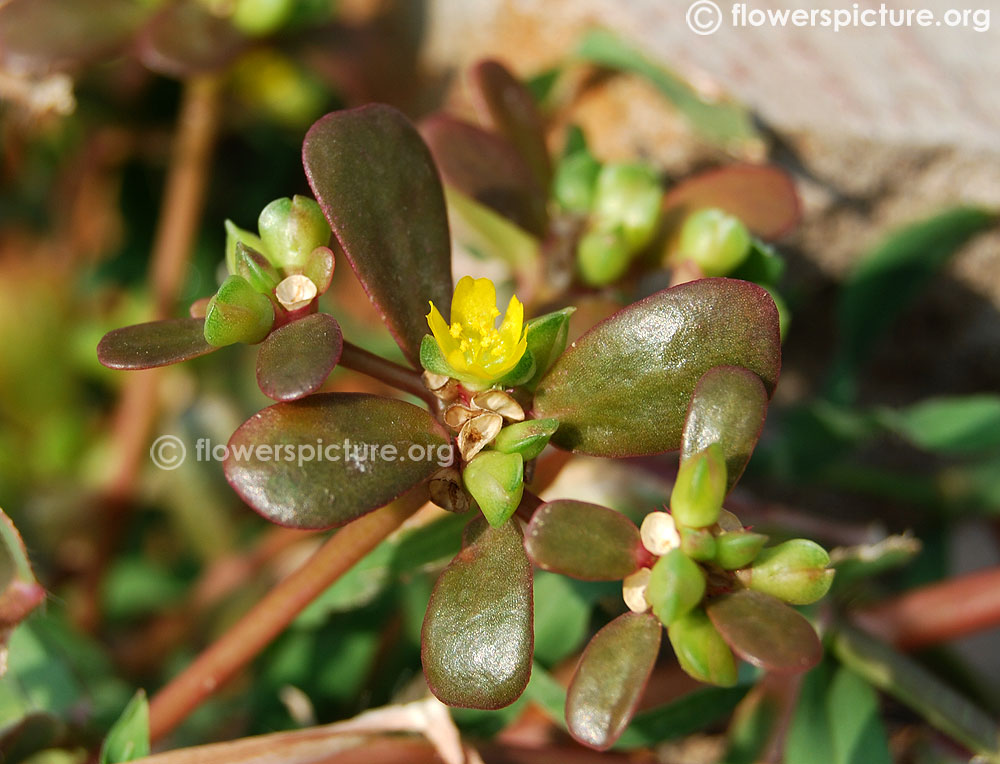 Portulaca oleracea-Edible purslane