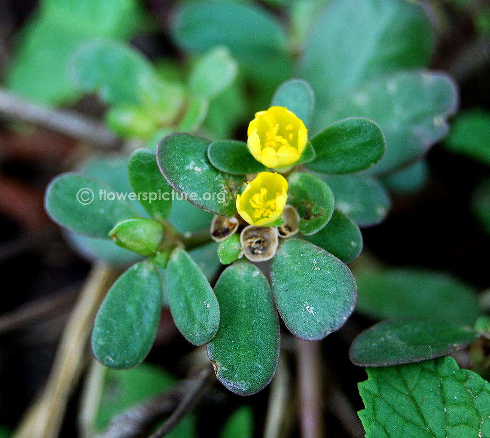Purslane flowers & leaves