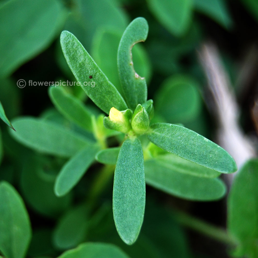 Wild purslane
