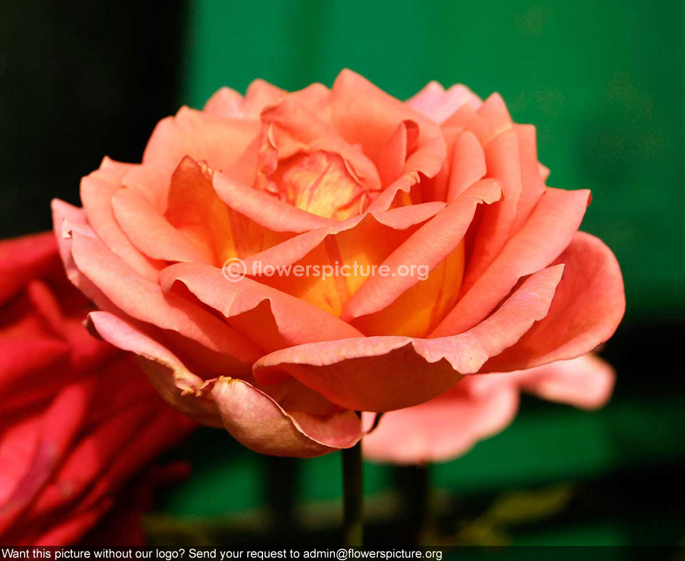 Rose apricot yellow