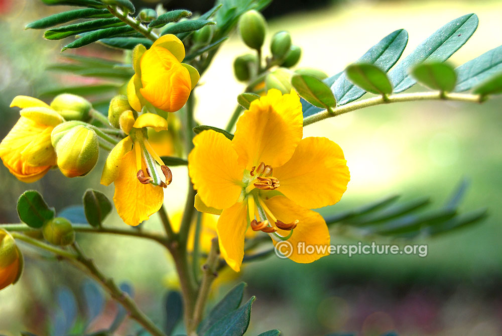 Senna alexandrina