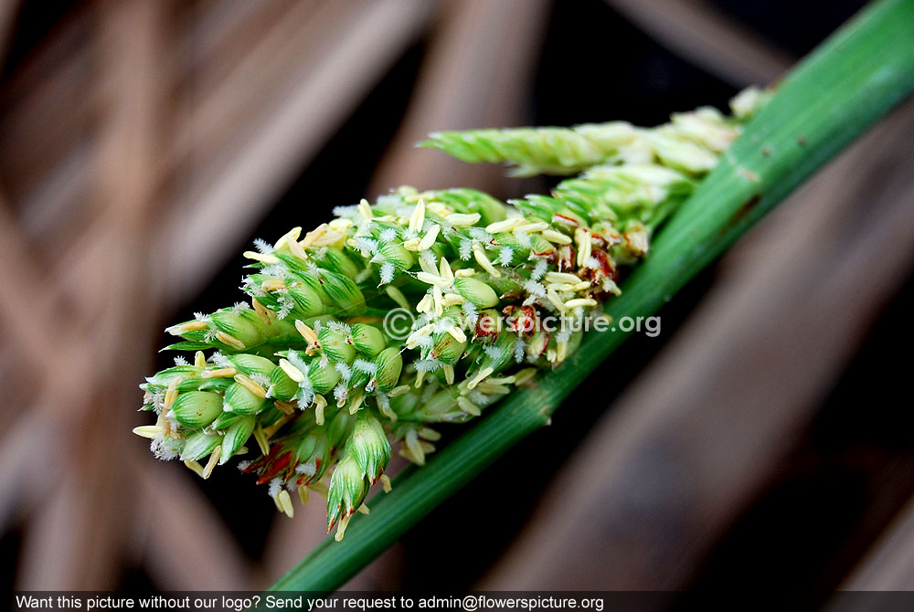 Sorghum