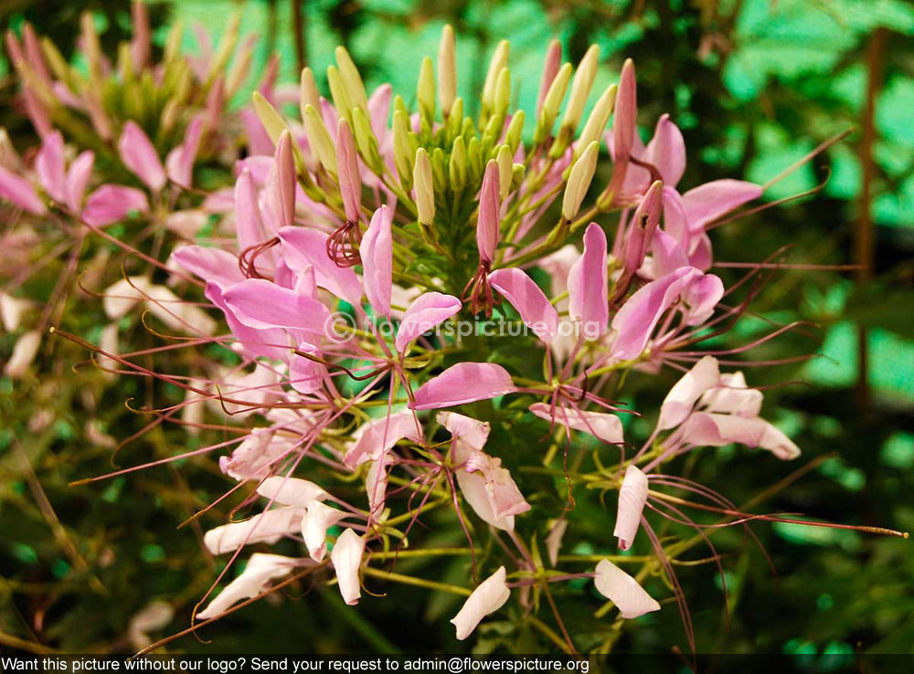 Spider plant (Cleome hassleriana)