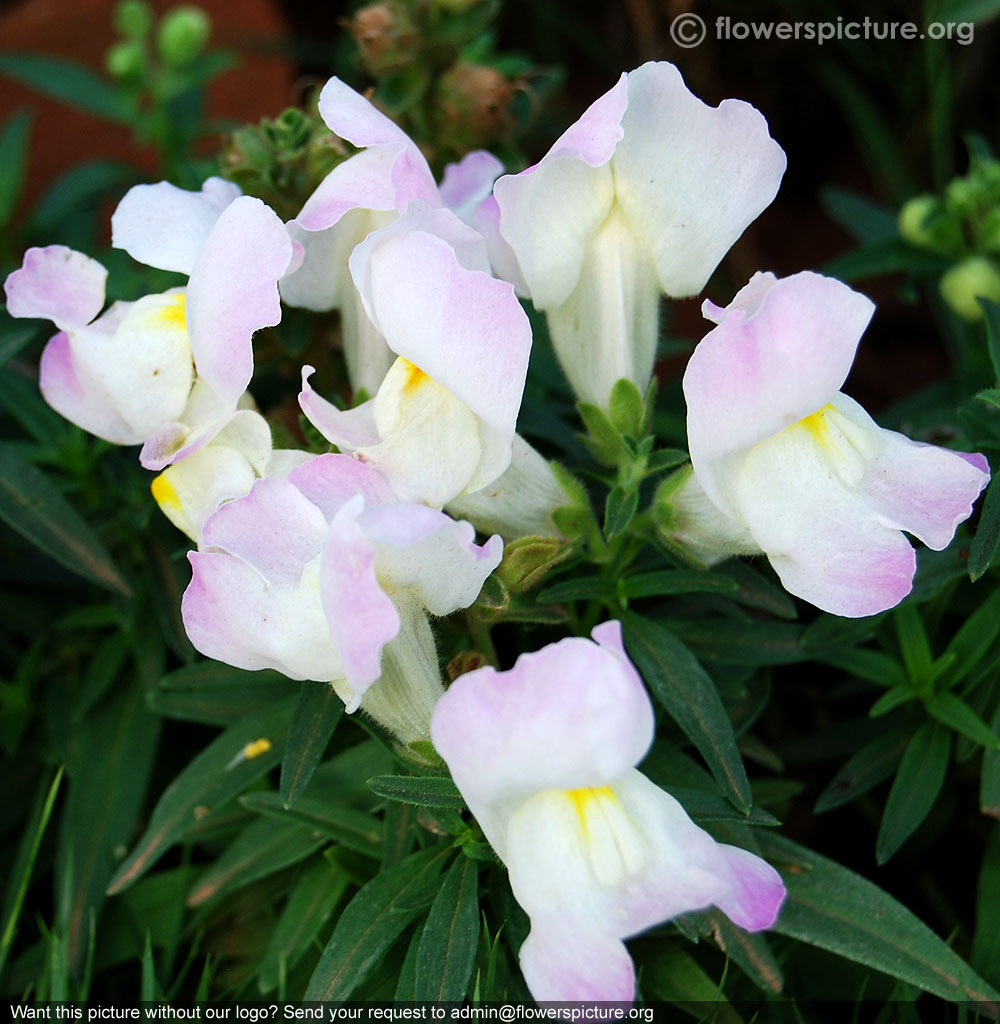 Tricolor antirrhinum majus