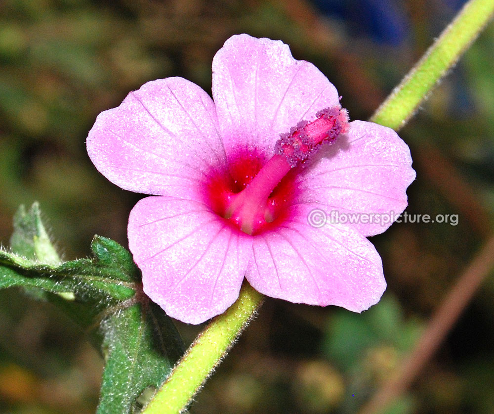 Caesar weed flower-Close up view