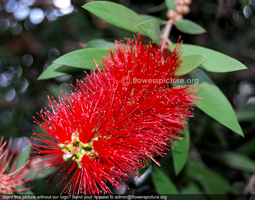 Weeping bottle brush