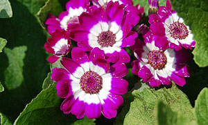 Cineraria flower varieties