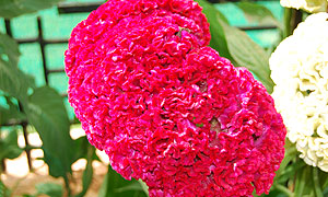 Cockscomb flower varieties