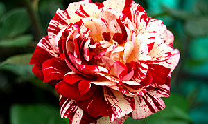 Rose Varieties