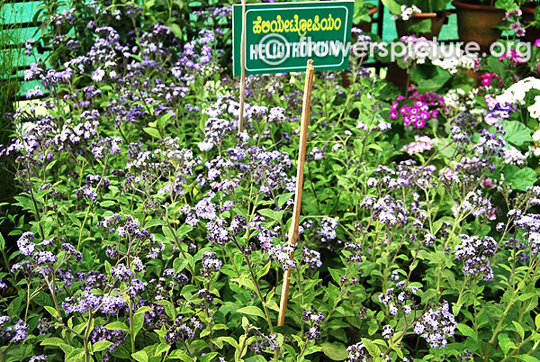 Heliotropium plants with blooms