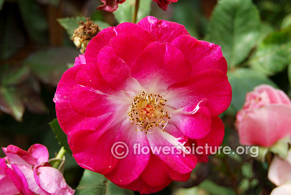 Sweet vigorosa rose