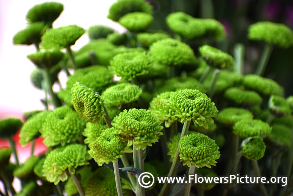 Green button chrysanthemum