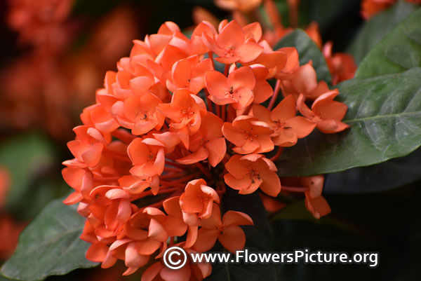 Ixora coccinea orange