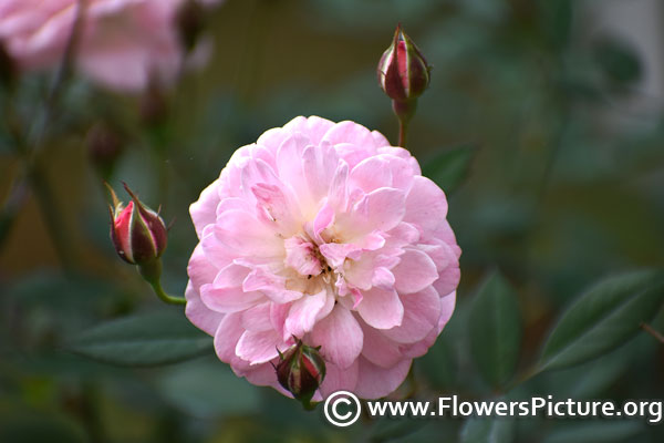 Light pink miniature rose